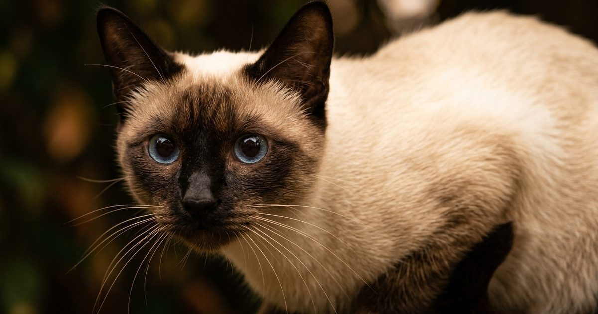 A Siamese cat with cream body and dark seal-brown face points, intensely focused eyes wide and pupils dilated, ears swiveled forward and whiskers fanned in low-light hunter close-up