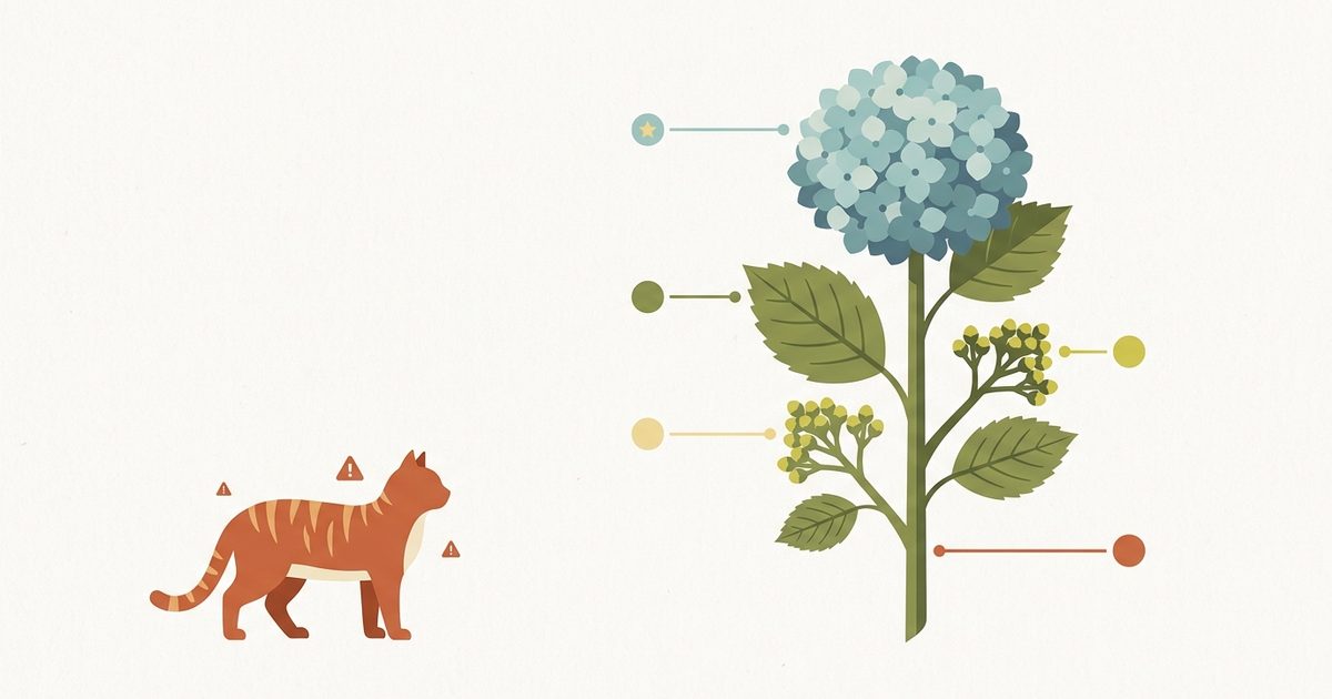 A ginger orange tabby cat beside a flat vector infographic diagram of a hydrangea with each part flower head leaves buds and stem clearly marked as toxic