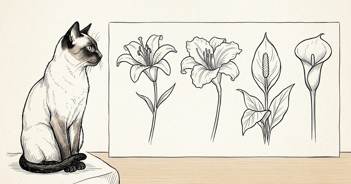 A Siamese cat with cream fur and dark brown points beside a clean ink line drawing comparing four flower silhouettes — true lily, daylily, peace lily, and calla lily — in minimalist outlines