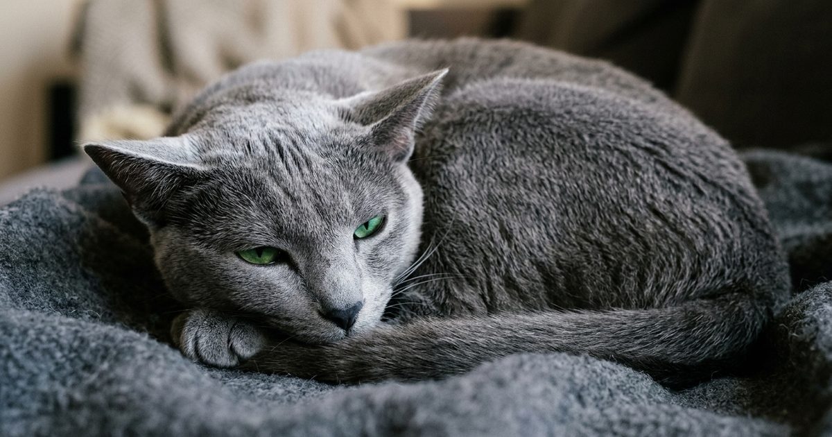A Russian Blue cat with a dense silvery-blue coat and vivid green eyes curled up tight with ears softly folded back and eyes half-closed, mildly subdued in a macro close-up