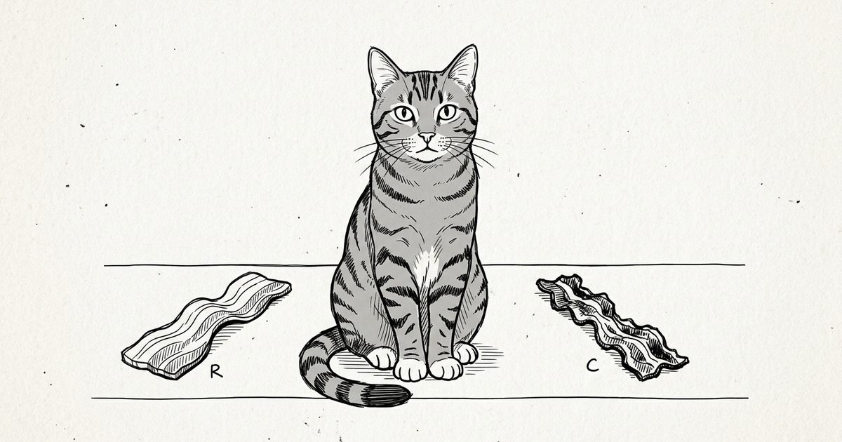 A gray tabby cat with dark charcoal stripes on a silver-gray coat and white paws sitting between two minimalist line-drawn bacon strips, one raw and one cooked crisp, sparse ink line-art explainer diagram style
