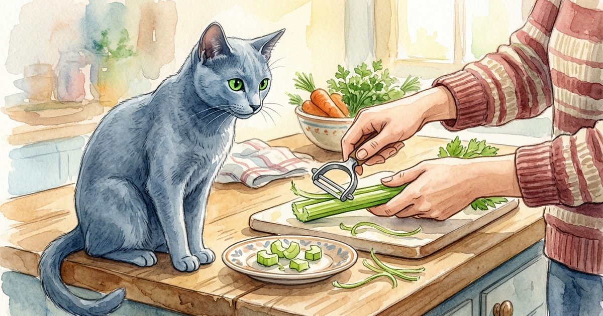 A Russian Blue cat with a dense silvery-blue coat and vivid green eyes watching a human hand use a vegetable peeler to strip strings from a celery stalk