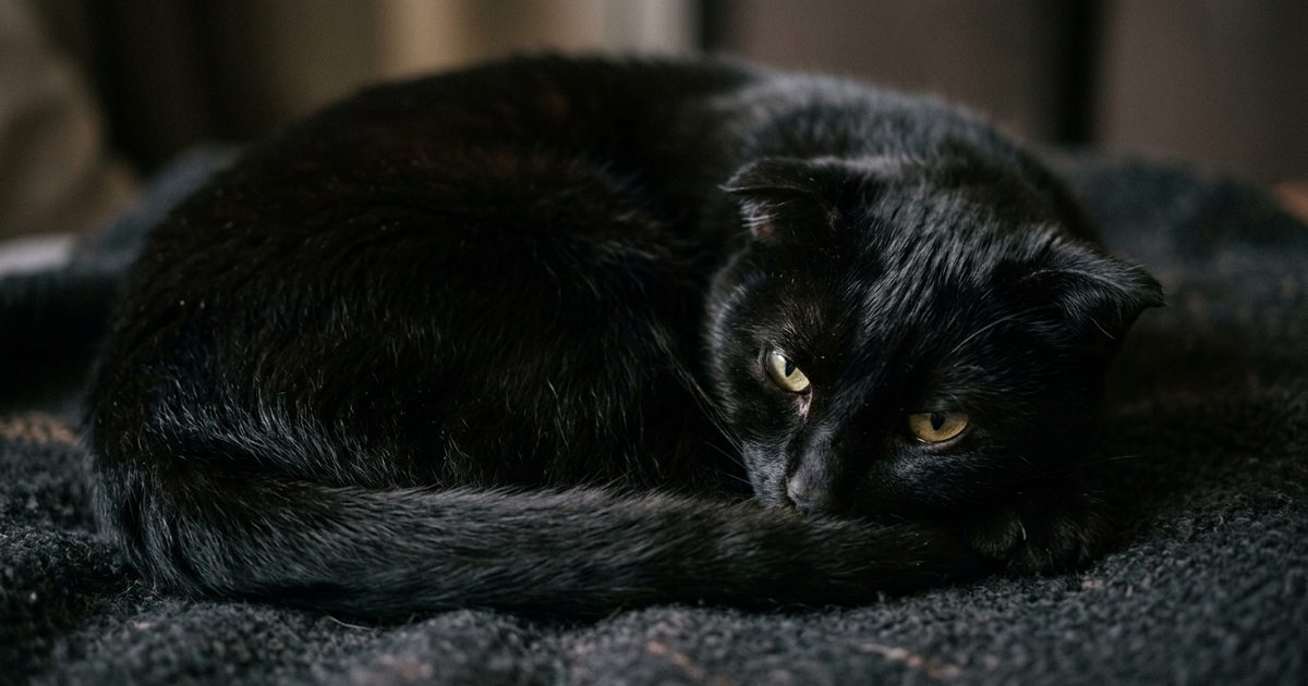 A solid black cat with sleek fur and large golden-green eyes curled up tight with ears softly folded back and eyes half-closed, looking subdued and mildly distressed, macro close-up photograph