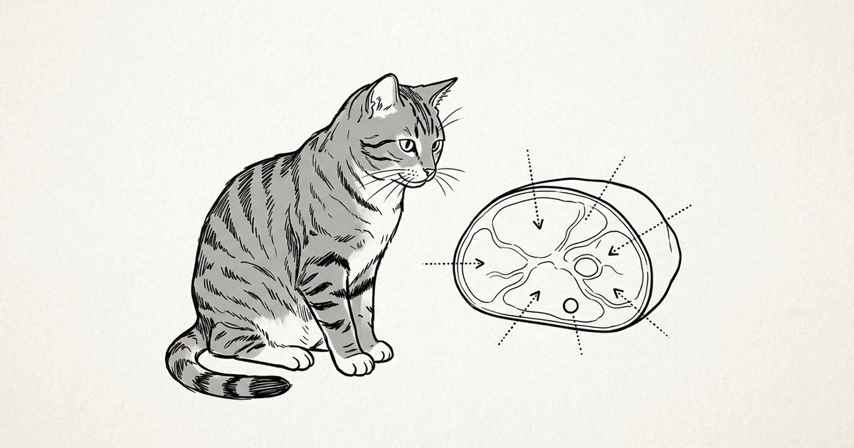 A gray tabby with dark charcoal stripes on a silver-gray coat and white paws beside a minimalist ink line sketch of a ham slice with callout markers pointing to sodium, preservatives, and fat