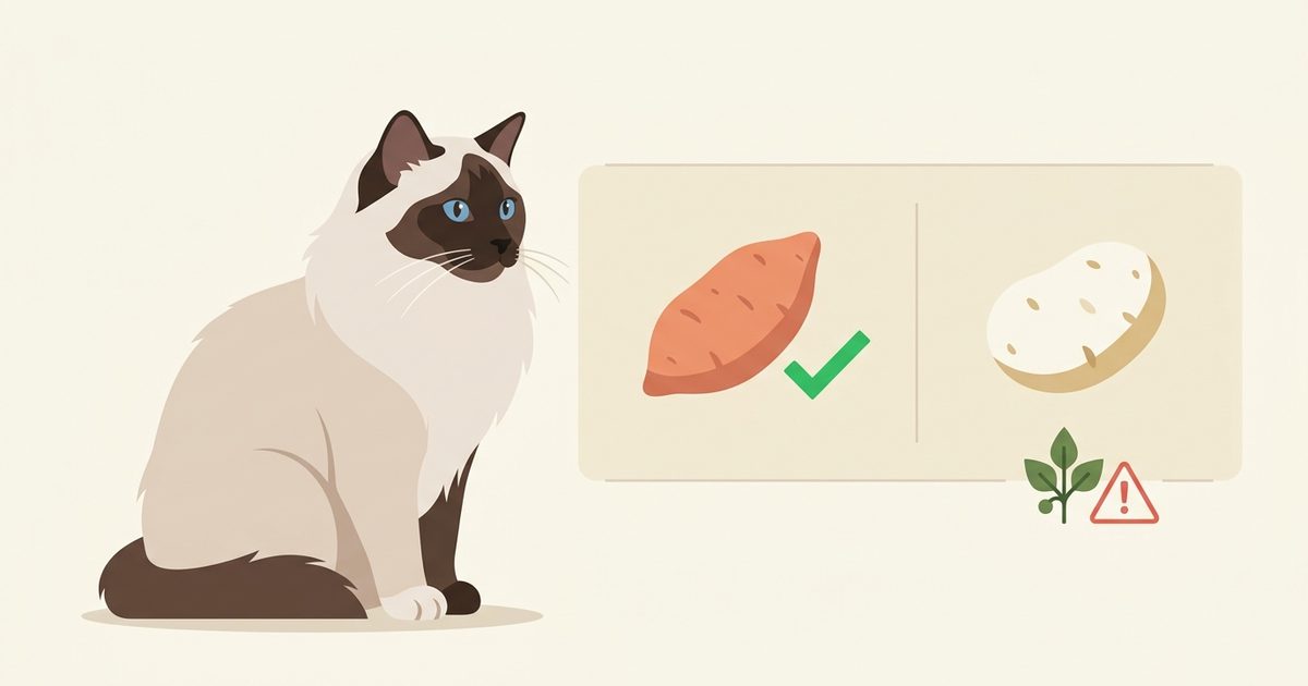 A Ragdoll cat with long silky cream fur and a dark brown colorpoint face observing a side-by-side of a checkmarked sweet potato and a white potato with a nightshade caution symbol