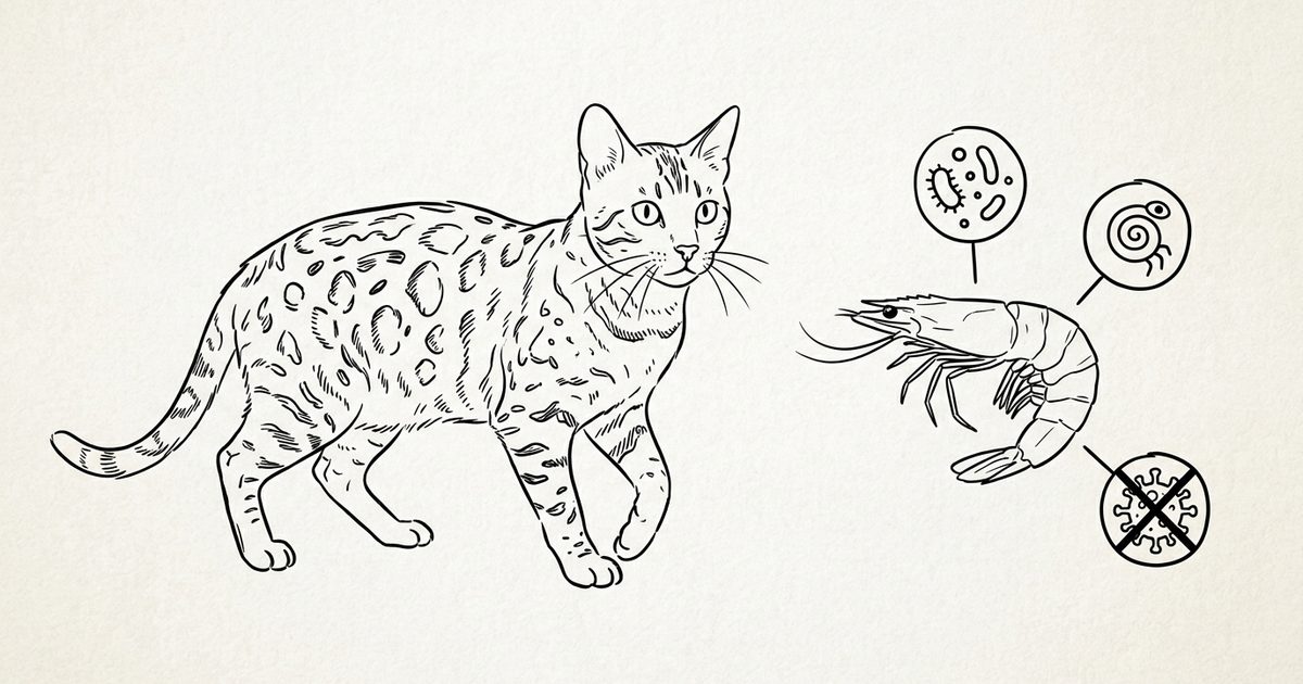 A Bengal cat with a wild-looking spotted golden-brown coat beside a raw shrimp with small markers for bacteria and a crossed-out pathogen symbol, minimalist line-art sketch