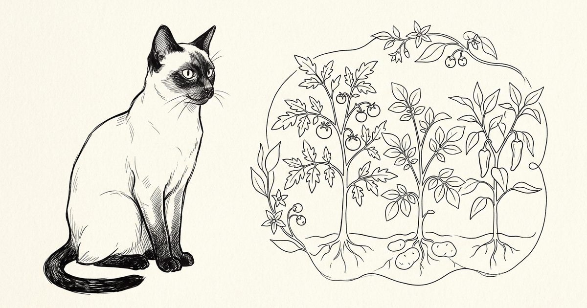 A Siamese cat with cream body and dark seal-brown points beside a line drawing grouping a tomato, potato, and pepper plant within a shared nightshade-family outline