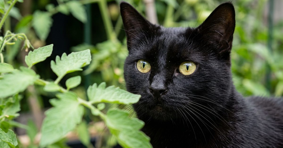 A solid black cat with sleek fur and large golden-green eyes, macro close-up with green tomato plant leaves softly out of focus near the cat's nose