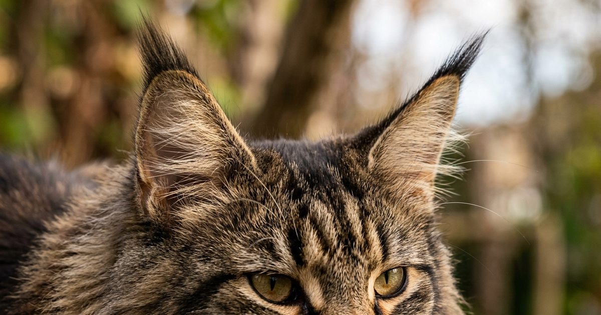 A Maine Coon cat with large tufted ears turned fully forward and alert, sharp detail on the lynx-tuft ear fur, interested and engaged expression