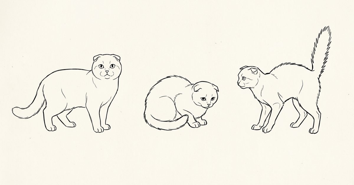 A Scottish Fold cat in minimalist ink line-art showing three whole-body silhouettes side by side, a relaxed friendly cat, a small fearful crouched cat, and a tense overstimulated cat