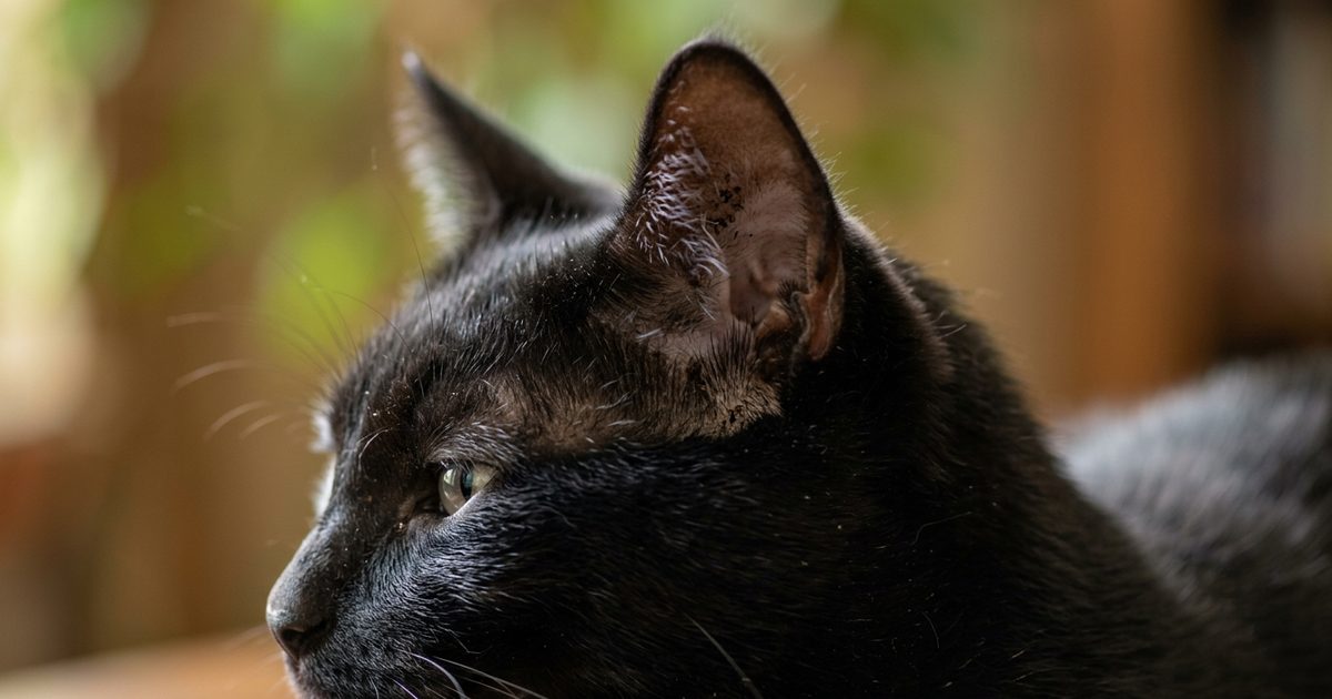 A solid black cat with sleek fur in a macro close-up of one ear showing a small amount of dark crumbly discharge near the outer fold, alert with a mildly uncomfortable but trusting expression
