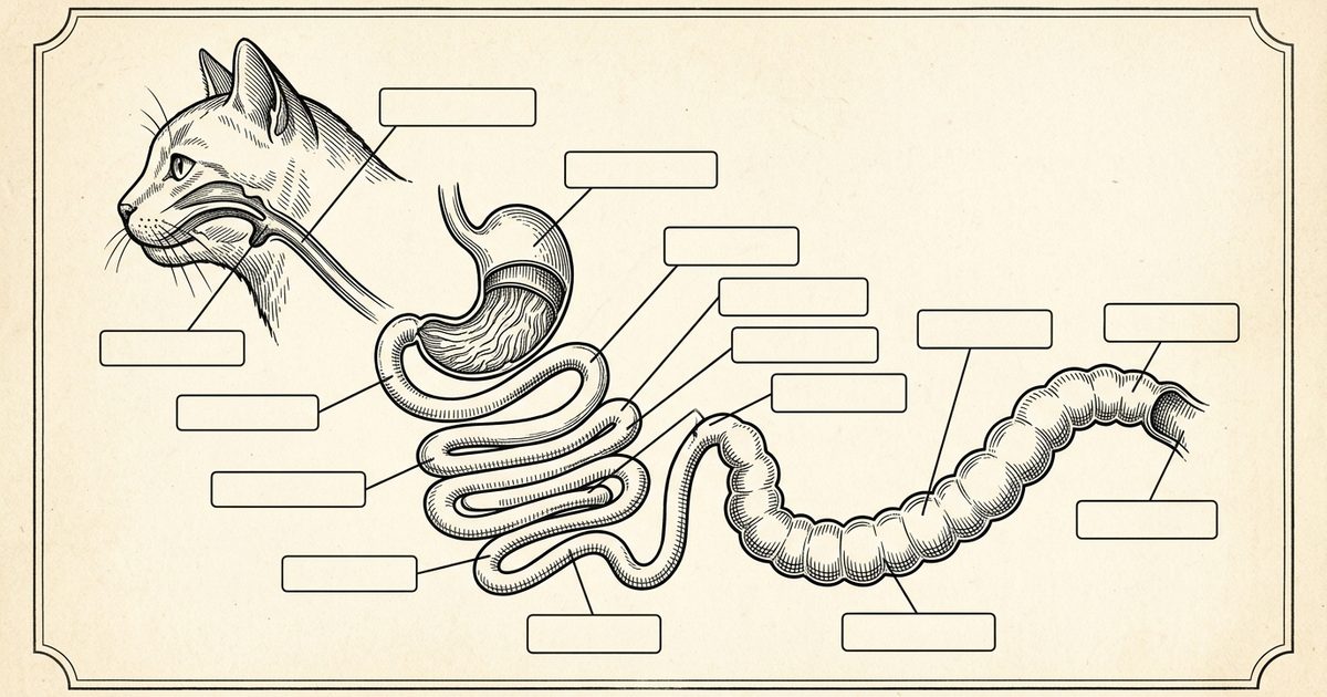 A simplified scientific cross-section engraving of a cat's digestive tract showing mouth, stomach, small intestine, and colon, with annotated callout markers at gas-production sites, ink-on-cream naturalist reference style