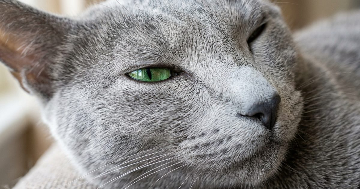 A Russian Blue cat macro close-up of the face showing half-closed vivid green eyes mid-slow-blink, whiskers relaxed, soft and trusting expression
