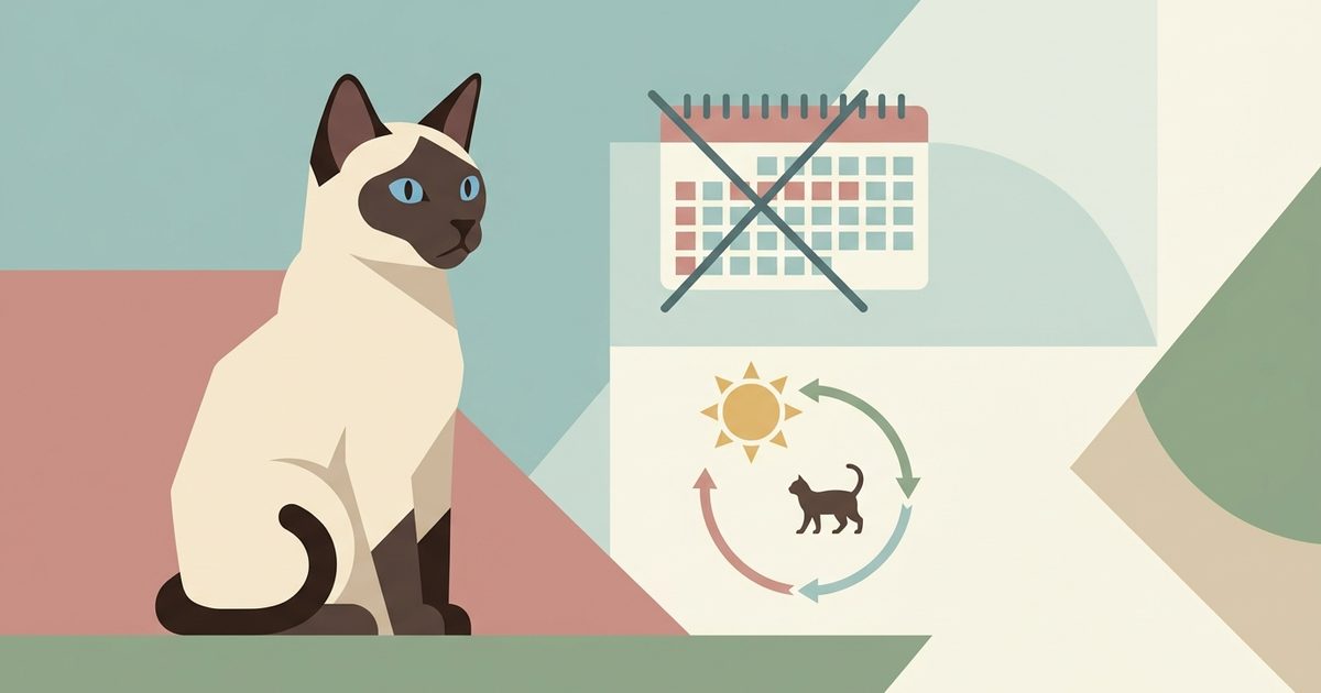 A Siamese cat with cream fur and dark seal-brown points beside a crossed-out calendar icon and a seasonal sun-arc estrus icon, clean editorial concept