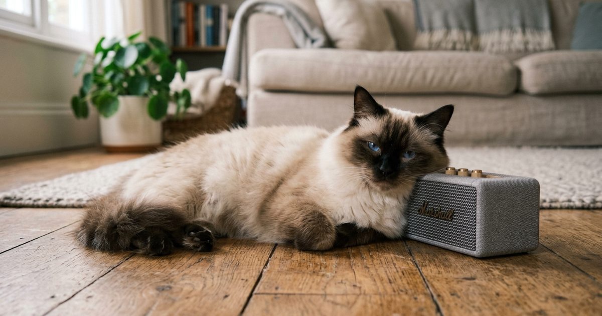 A cream Ragdoll cat with striking blue eyes resting calmly beside a small modern speaker, ears softly forward and body fully relaxed in warm light