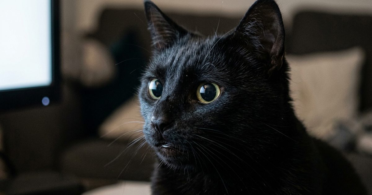 A solid black cat with sleek fur, macro close-up of dilated round pupils and a tense focused jaw watching a screen intently, overstimulated alert state, ears pricked forward