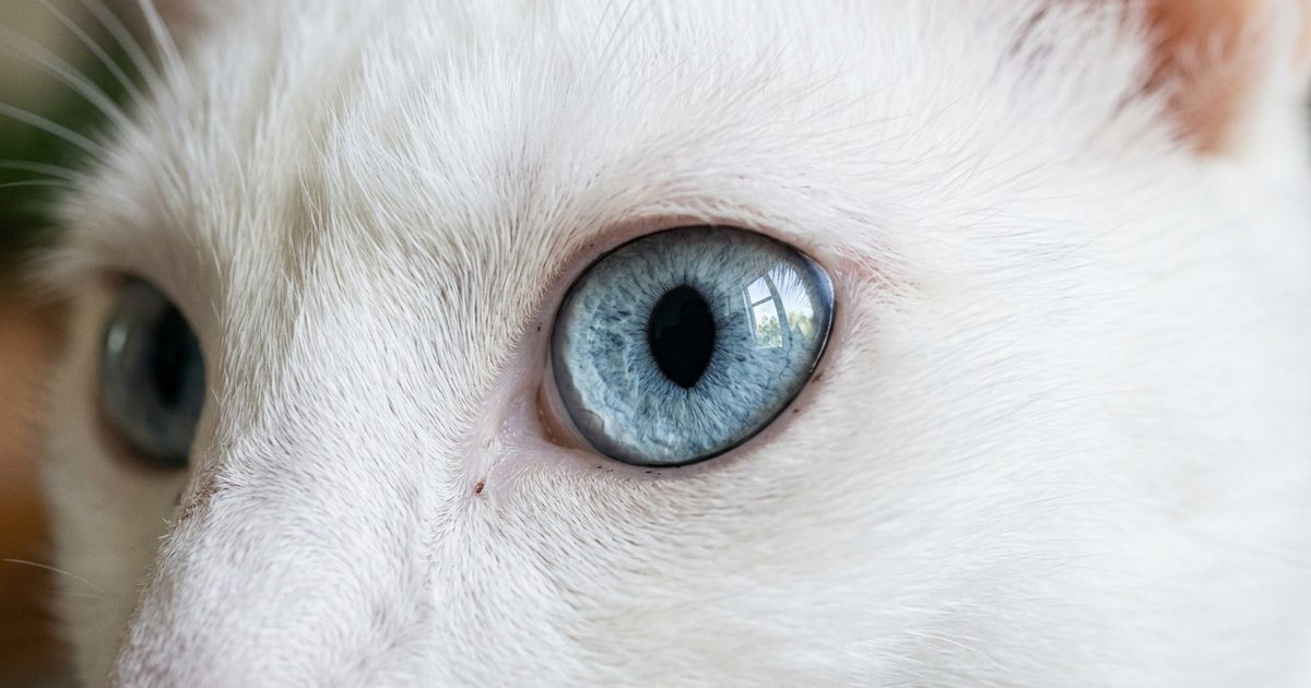 A solid white cat with short fur and pale blue eyes in extreme macro close-up of one eye, iris and pupil crisply detailed, alert and curious, fine whisker detail visible