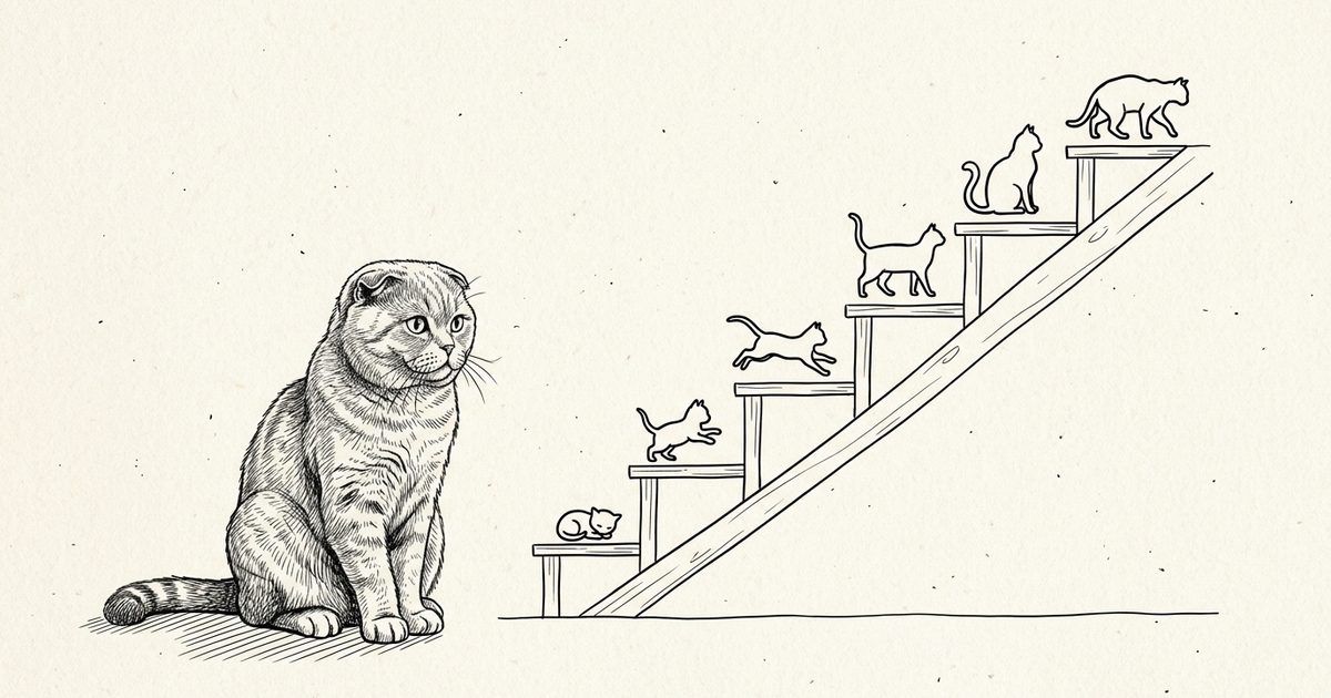 A Scottish Fold cat with distinctive folded-forward ears and a round gray face sitting beside a minimalist six-step life-stage ladder of simple ascending cat silhouettes from tiny kitten to geriatric