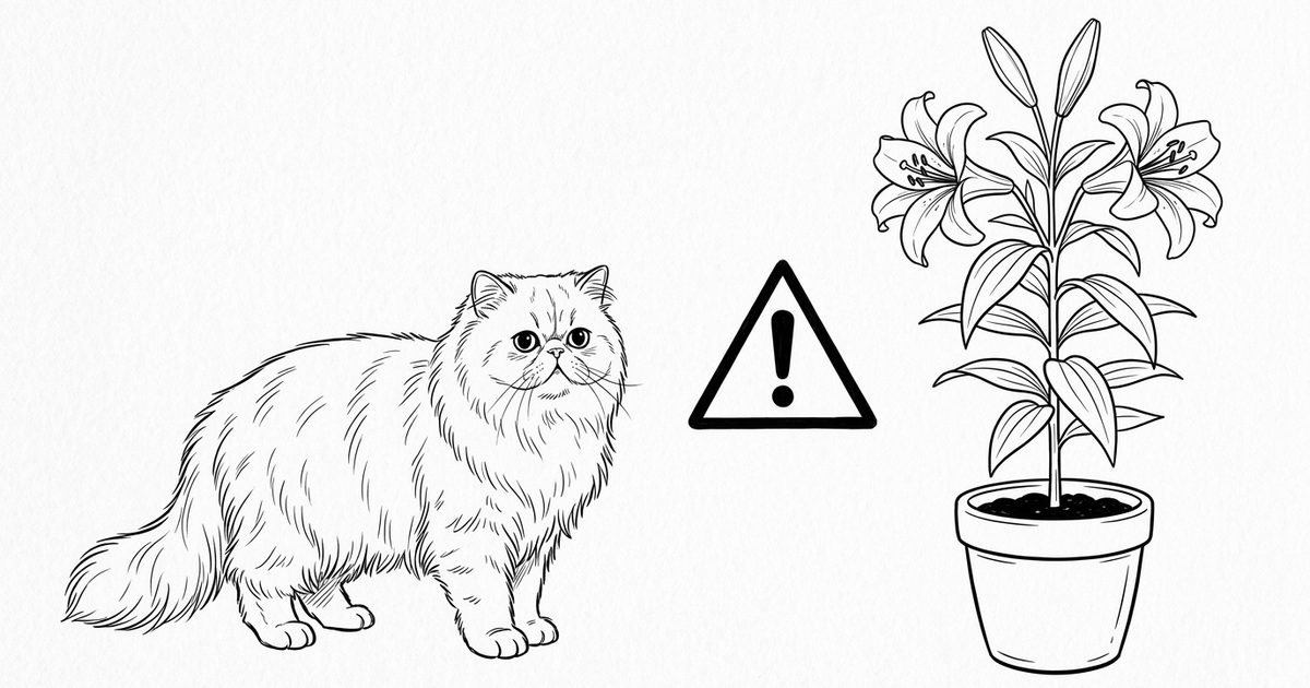 Minimalist ink line-art sketch of a Persian cat with a flat round face standing near a tall potted lily plant, with a clear caution marker between them warning of toxicity