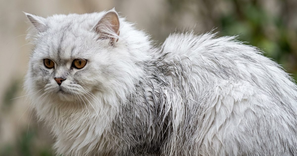 A close-up of a Persian cat with dense silver-white fur, a section visibly wet and clumped against the body showing lost insulation, subdued still expression, fine detail of wet versus dry texture, neutral background
