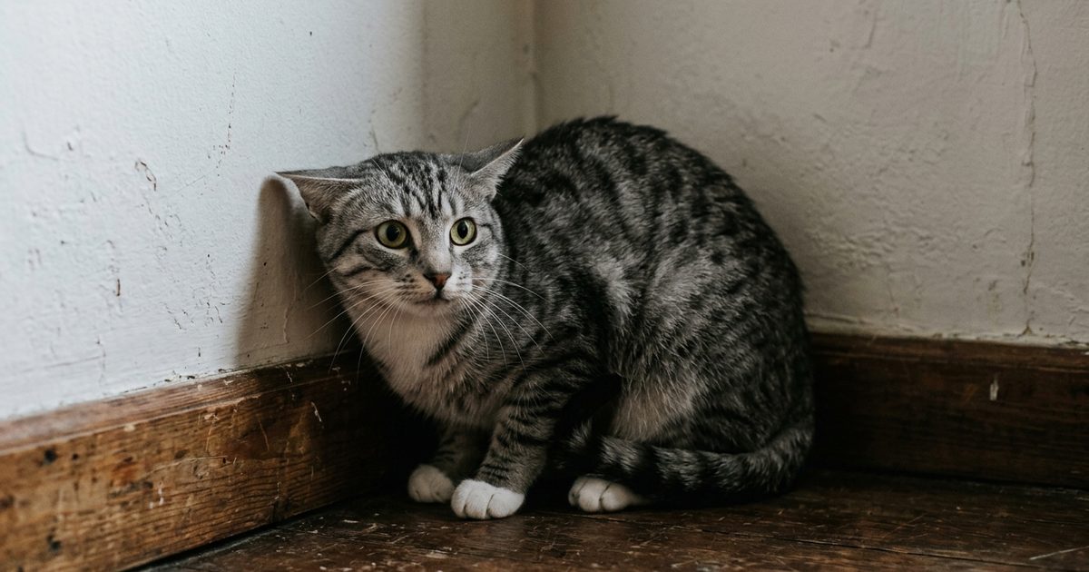 A gray tabby cat with dark charcoal stripes on a silver-gray coat and white paws, backed into a corner with ears flat and a tense body, wide eyes asking for space