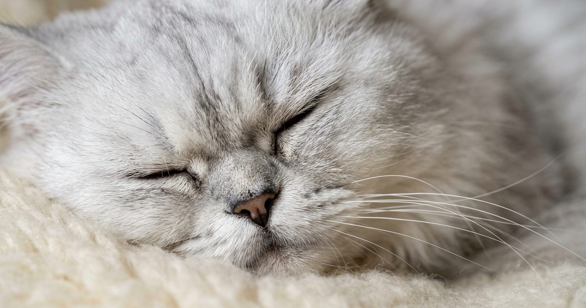 A Persian cat with long silver-white fur and a flat round face, macro close-up of the sleeping face with a slightly furrowed brow, deeply asleep, mood ambiguous between peace and unease, intimate whisker detail